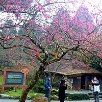 暖冬櫻花晚開 九族推優惠案彌補賞櫻客 暖冬櫻花晚開 九族推優惠案彌補賞櫻客