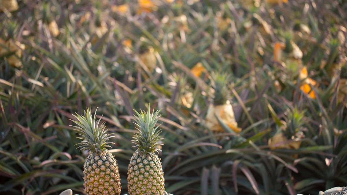 行政院農業委員會及屏東縣政府與新光產物保險(股)公司合作推出「鳳梨農作物保險」。(圖/屏東縣政府提供) 行政院農業委員會及屏東縣政府與新光產物保險(股)公司合作推出「鳳梨農作物保險」。(圖/屏東縣政府提供)