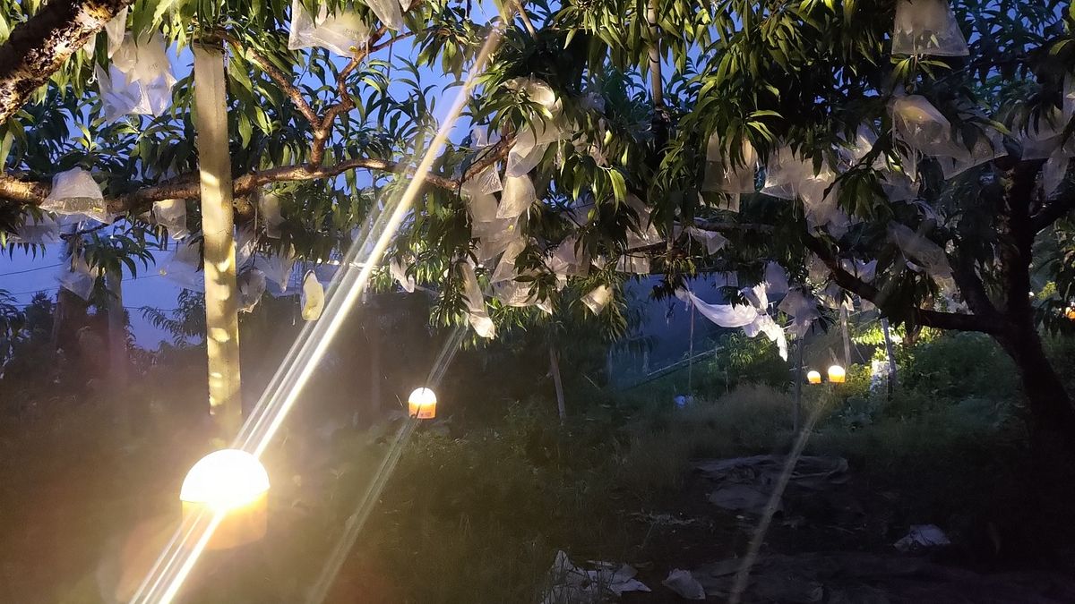 「旋轉式避蛾燈」用於水蜜桃果園讓吸果夜蛾不敢來危害果實。(圖/農委會桃園農改場提供) 「旋轉式避蛾燈」用於水蜜桃果園讓吸果夜蛾不敢來危害果實。(圖/農委會桃園農改場提供)