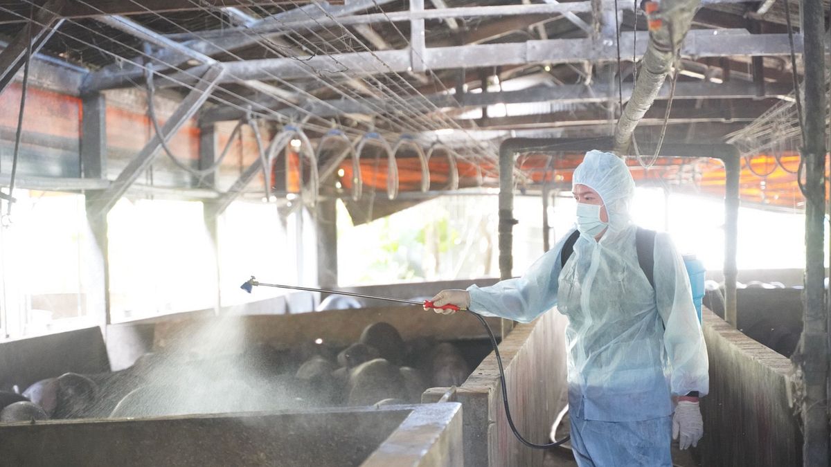 動保處對豬場進行環境消毒作業。(圖/新北市動保處提供) 動保處對豬場進行環境消毒作業。(圖/新北市動保處提供)