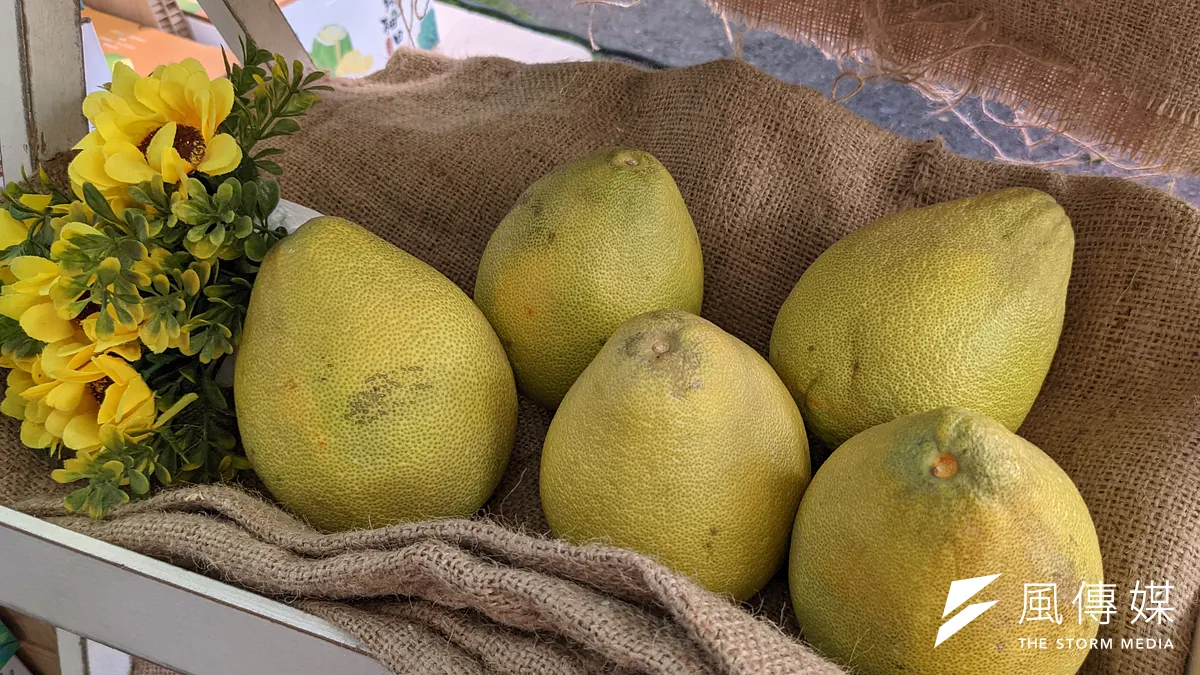 中秋節前量產的文旦,如今被中國市場禁止,頂多銷往同為華人市場但人口不多的香港、新加坡。(資料照,顏麟宇攝) 中秋節前量產的文旦,如今被中國市場禁止,頂多銷往同為華人市場但人口不多的香港、新加坡。(資料照,顏麟宇攝)