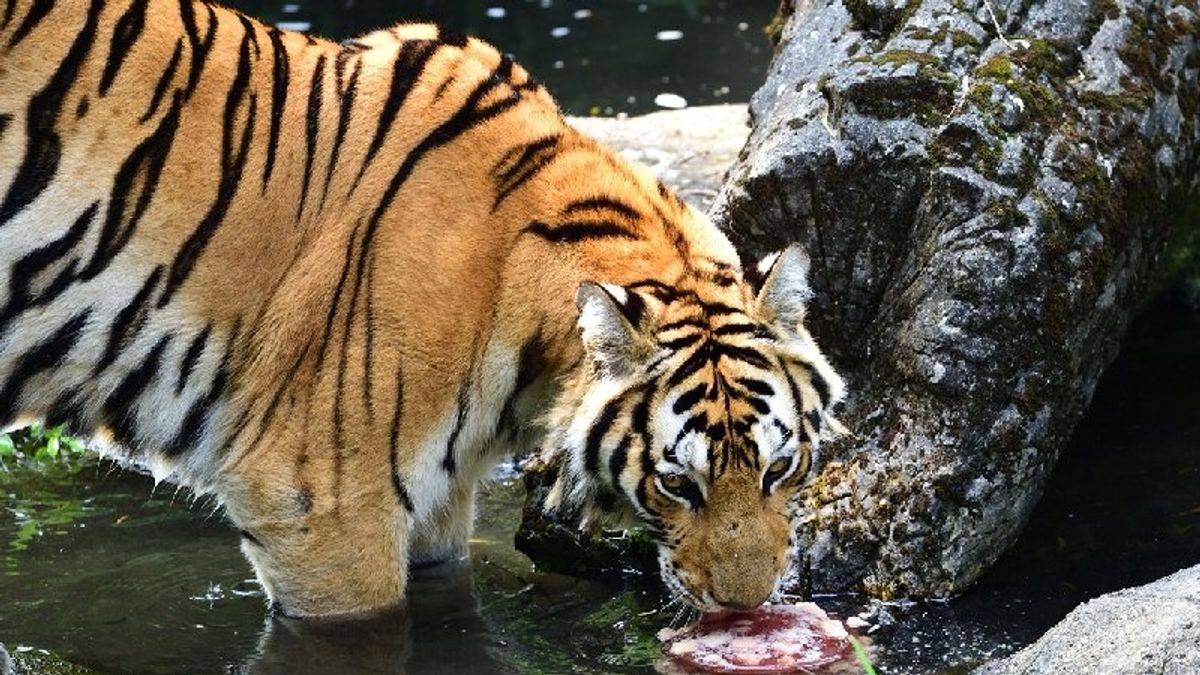 全台熱呼呼 動物園老虎爽吃「碎肉冰」 全台熱呼呼 動物園老虎爽吃「碎肉冰」