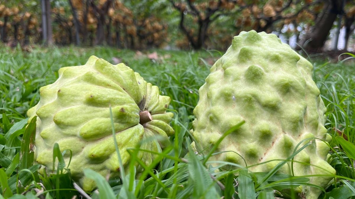 國台辦宣布台東的鳳梨釋迦重新開放輸陸,陸委會質疑是「統戰」。(圖/臺東縣政府農業處提供) 國台辦宣布台東的鳳梨釋迦重新開放輸陸,陸委會質疑是「統戰」。(圖/臺東縣政府農業處提供)