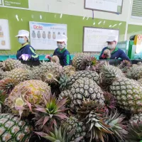 Taiwanese pineapples are deeply favored by the Japanese. (Photo courtesy of Pingtung County Government) Taiwanese pineapples are deeply favored by the Japanese. (Photo courtesy of Pingtung County Government)