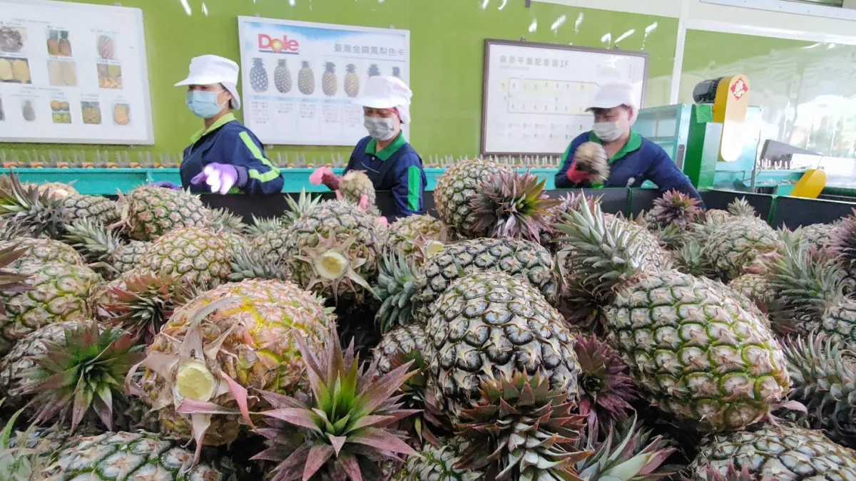 Taiwanese pineapples are deeply favored by the Japanese. (Photo courtesy of Pingtung County Government)