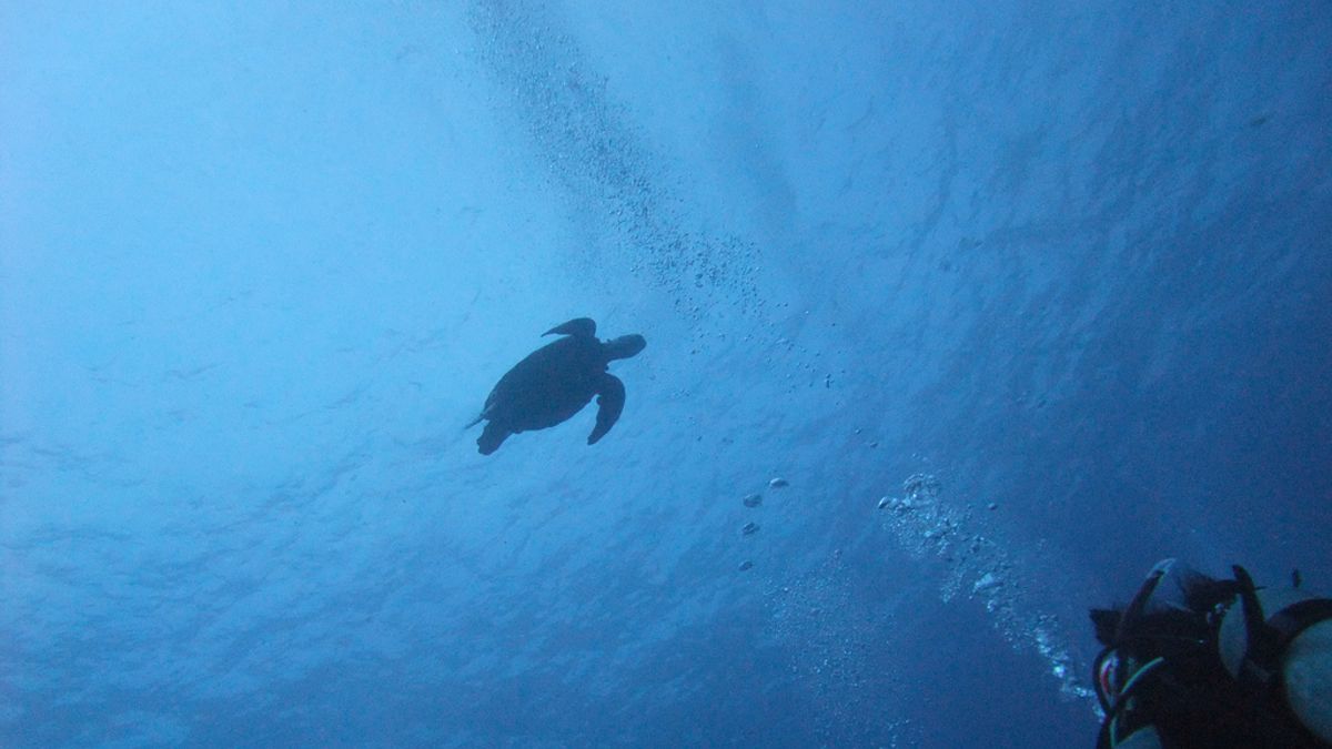 荷蘭研究報告警告,在太平洋漂流的塑膠垃圾覆蓋範圍,現在已超過法國、德國和西班牙國土面積總和。這些垃圾會對魚類和烏龜等生物造成威脅。(Flickr CC授權作者Froschmann) 荷蘭研究報告警告,在太平洋漂流的塑膠垃圾覆蓋範圍,現在已超過法國、德國和西班牙國土面積總和。這些垃圾會對魚類和烏龜等生物造成威脅。(Flickr CC授權作者Froschmann)
