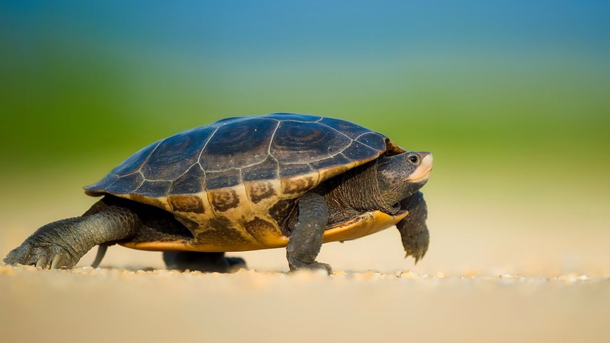 龜一旦徹底消失,貴為萬物之靈的人類也會遭殃。(示意圖/12019@pixabay) 龜一旦徹底消失,貴為萬物之靈的人類也會遭殃。(示意圖/12019@pixabay)