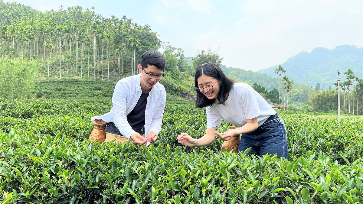 「陶茶之旅」穿梭茶圖尋覓一心二葉採菁的感動。(圖/新北市立陶瓷博物館提供) 「陶茶之旅」穿梭茶圖尋覓一心二葉採菁的感動。(圖/新北市立陶瓷博物館提供)