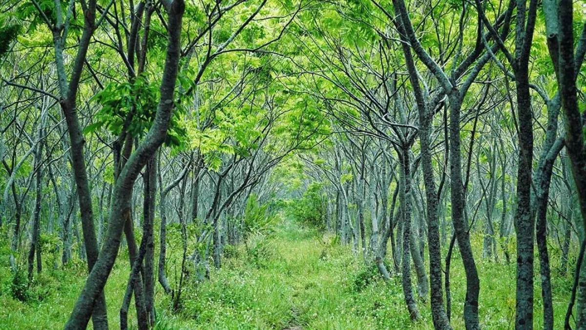 穿過這片翠綠又佈滿枝葉的隧道,龍貓就在盡頭等著嗎?IG:luke_0813