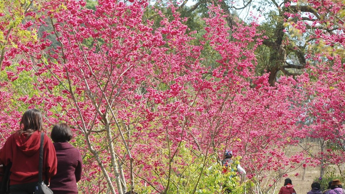 東勢林場櫻花綻放 春節活動邀民眾玩闖關抽獎 東勢林場櫻花綻放 春節活動邀民眾玩闖關抽獎