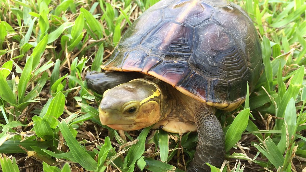 珍稀食蛇龜現蹤北市公園 民眾放入湖裡差點淹死牠 珍稀食蛇龜現蹤北市公園 民眾放入湖裡差點淹死牠