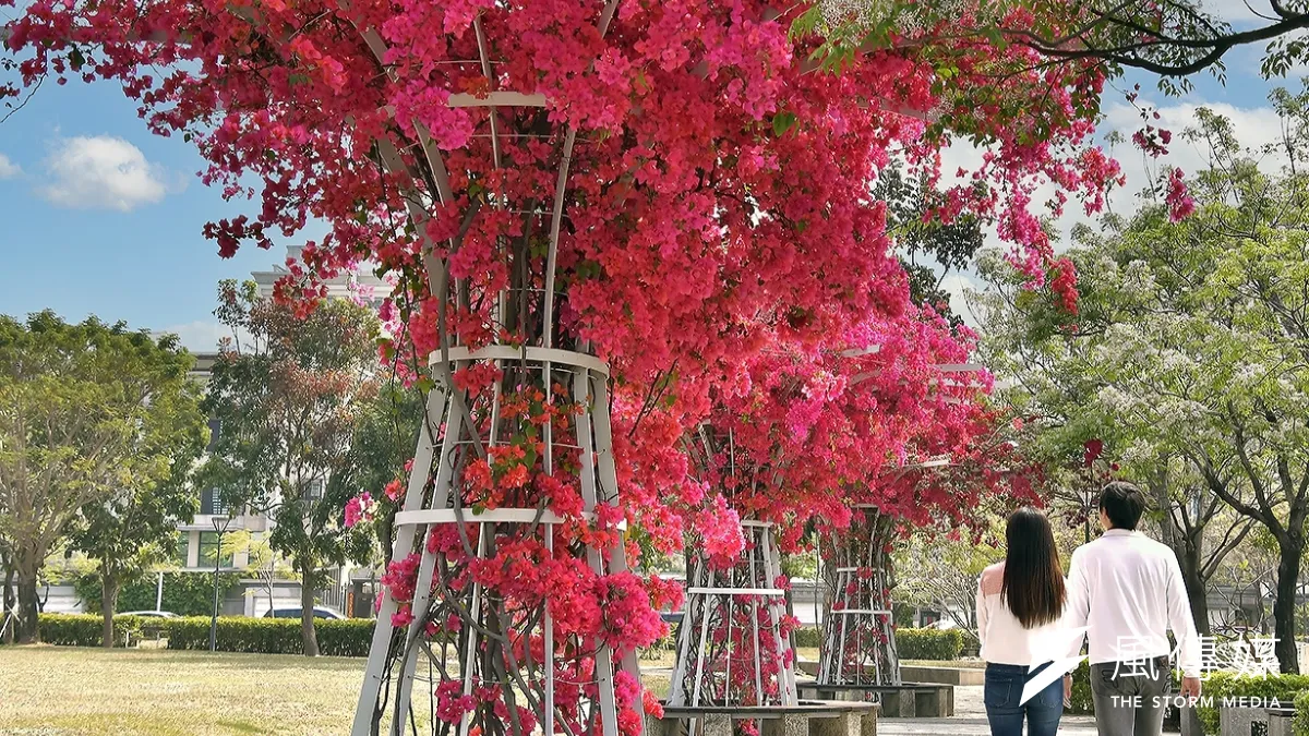 南臺灣已顯溫暖的三月份,九重葛在高雄各處展開花顏綻放美麗。(圖/徐炳文攝)