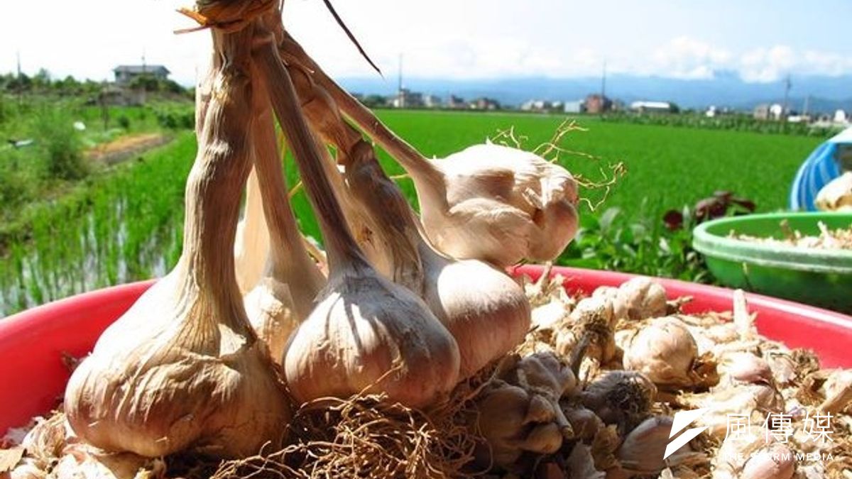 蒜價不停,網友吳佳玲貼文表示,他爸爸就是蒜價崩盤的受害者。(吳佳玲臉書) 蒜價不停,網友吳佳玲貼文表示,他爸爸就是蒜價崩盤的受害者。(吳佳玲臉書)