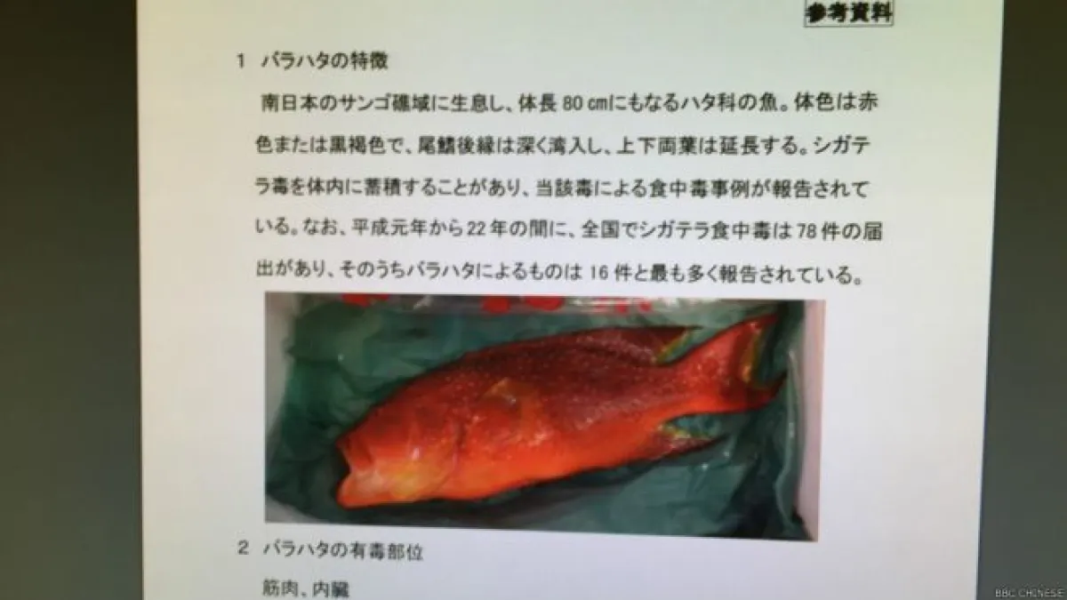 日本政府厚生省食品安全委員會官網上,圖文並茂地說明「玫瑰紅斑」的特徵和毒性是:「紅或棕色,尾鰭深彎,體內積蓄雪卡毒素(Ciguatera)。(BBC中文網)