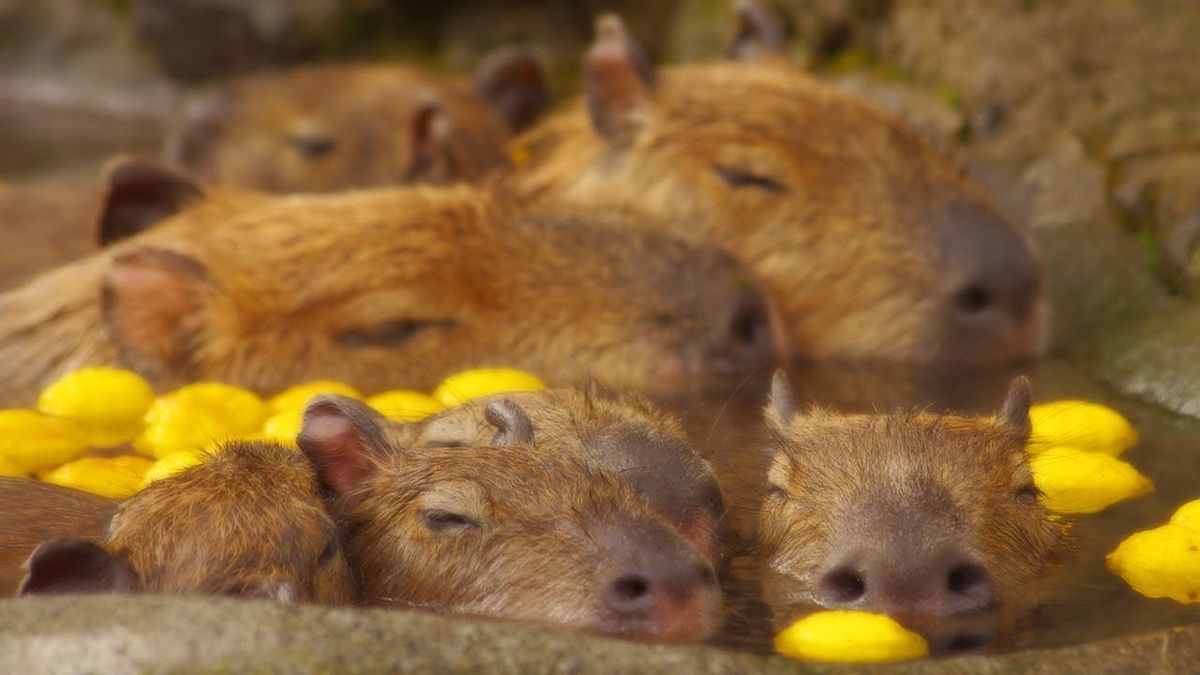 日本人習慣在冬至泡柚子澡除穢,連水豚溫泉景點也在這天放柚子應景。(圖/capybara lover's page@Youtube) 日本人習慣在冬至泡柚子澡除穢,連水豚溫泉景點也在這天放柚子應景。(圖/capybara lover's page@Youtube)