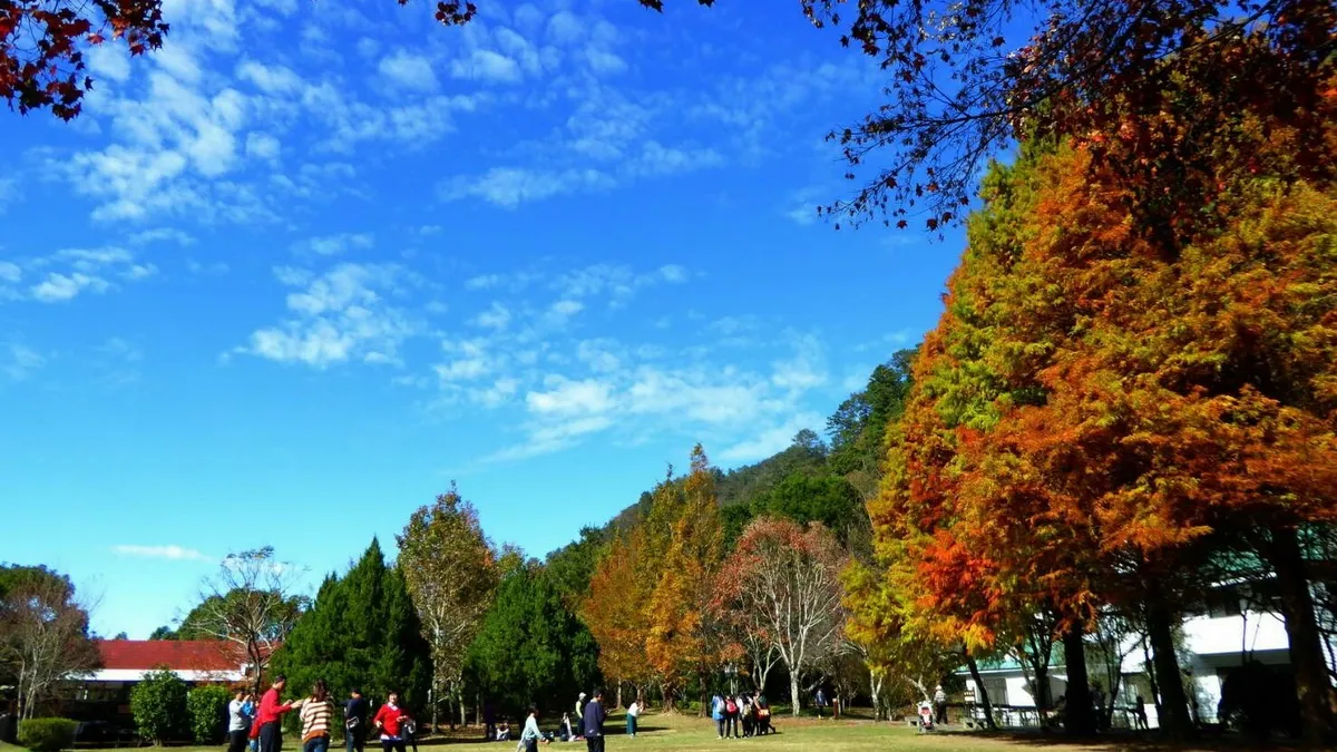 暖冬打亂時序 奧萬大延後展「紅顏」
