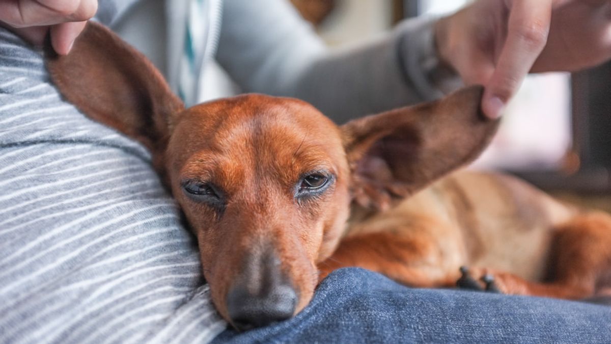 寵物對於病人的治療有重大幫助,除了心理上的支持,生理上也有所助益。(圖/manginwu@Flickr) 寵物對於病人的治療有重大幫助,除了心理上的支持,生理上也有所助益。(圖/manginwu@Flickr)