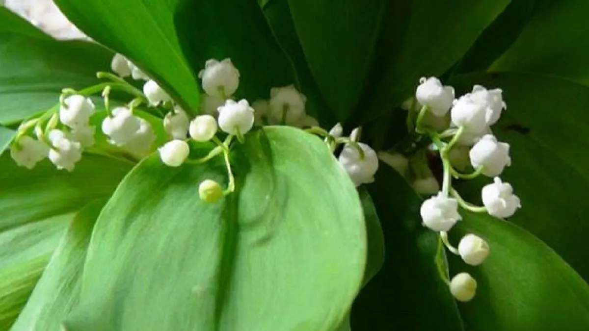 圖為五一勞動節的代表性花鈴蘭(Muguet de mai),五月一日這天超市和街上都會有販賣鈴蘭的攤位。(作者提供)