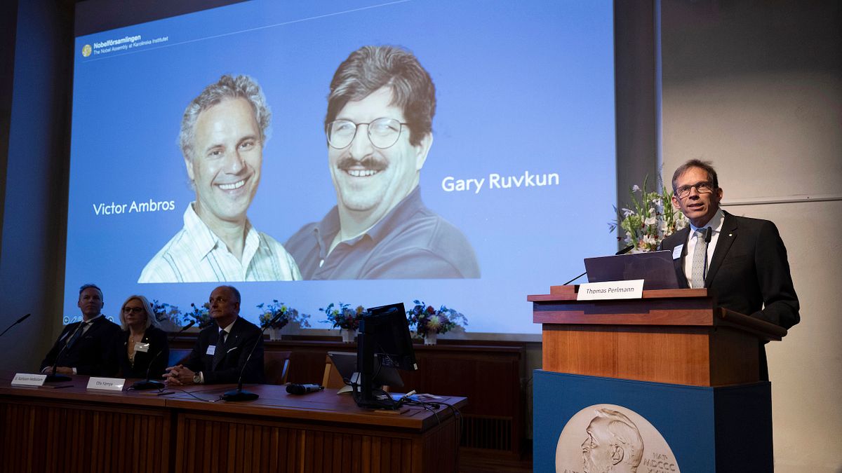 70歲的麻薩諸塞大學醫學院教授安布羅斯(Victor Ambros,右)與72歲的哈佛醫學院教授魯夫昆(Gary Ruvkun,左)榮獲2024年諾貝爾醫學獎。(美聯社) 70歲的麻薩諸塞大學醫學院教授安布羅斯(Victor Ambros,右)與72歲的哈佛醫學院教授魯夫昆(Gary Ruvkun,左)榮獲2024年諾貝爾醫學獎。(美聯社)
