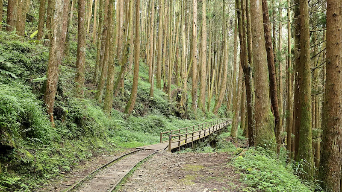 踏在天神的足跡上,欣賞沿途生態豐富、遍植柳杉的特富野古道(圖/shutterstock)