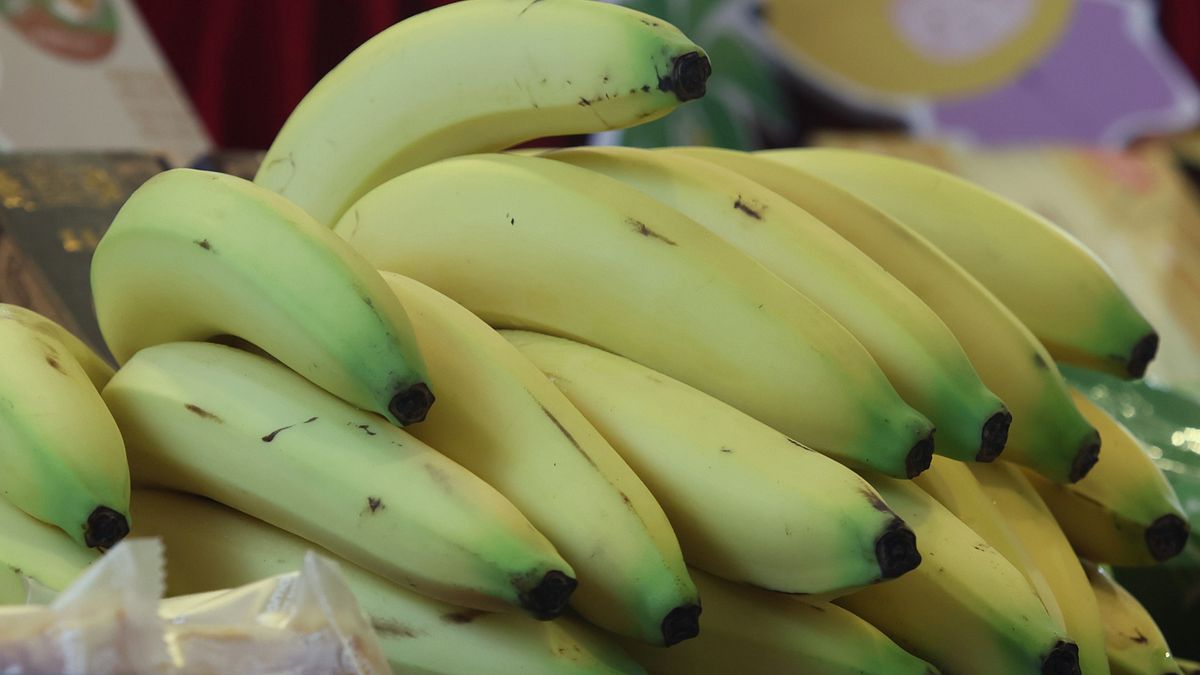 高溫炎熱的夏季來臨,不少人購買水果回家會存放室溫,不過像是香蕉等水果,十分容易吸引果蠅聚集。(示意圖/柯承惠攝) 高溫炎熱的夏季來臨,不少人購買水果回家會存放室溫,不過像是香蕉等水果,十分容易吸引果蠅聚集。(示意圖/柯承惠攝)