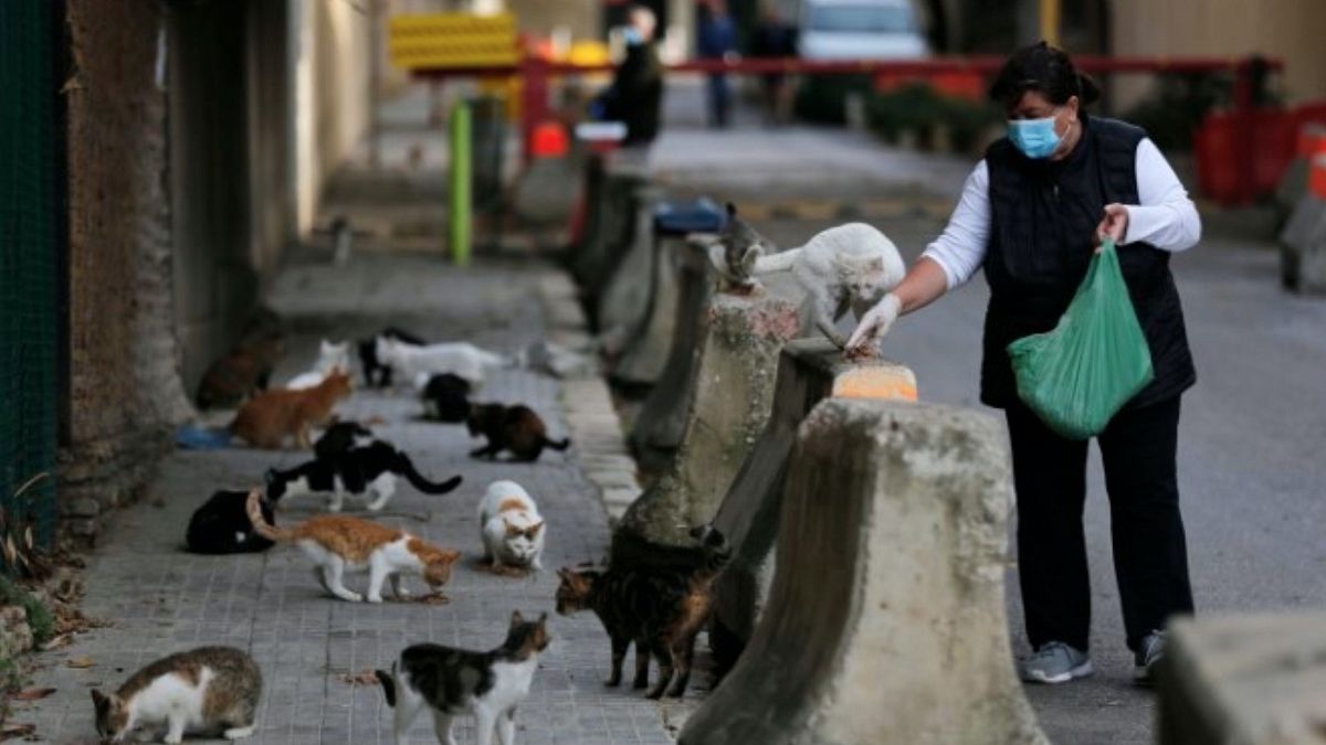 黎巴嫩貝魯特的街貓因為封城沒有東西吃,一位好心阿姨上街餵食,所有貓咪都聞香出動。(美聯社) 黎巴嫩貝魯特的街貓因為封城沒有東西吃,一位好心阿姨上街餵食,所有貓咪都聞香出動。(美聯社)