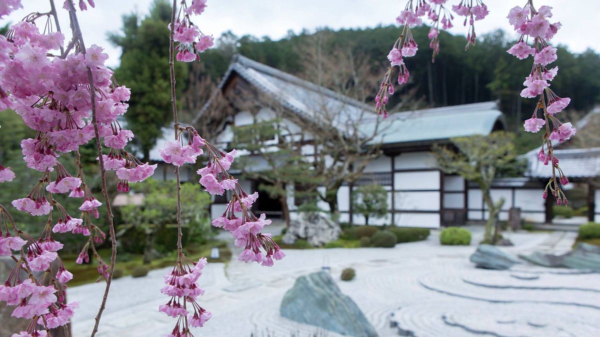 圓光寺的櫻花已經盛開!(取自三度目の京都臉書) 圓光寺的櫻花已經盛開!(取自三度目の京都臉書)