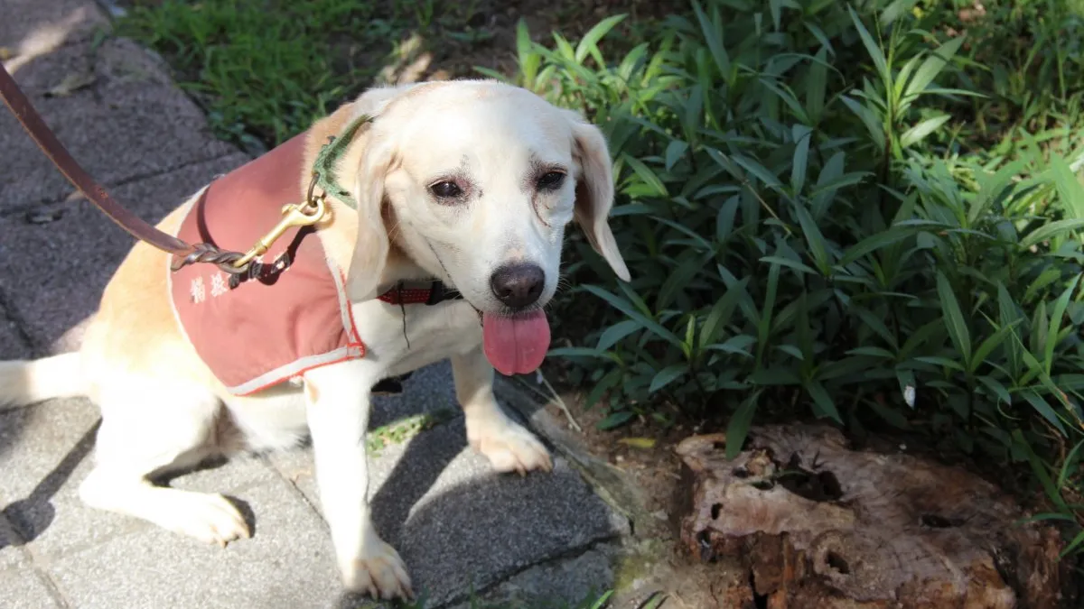 米格魯偵測犬如果嗅到褐根病的氣味,就會坐下示警。(圖/屏東縣府工務處提供)
