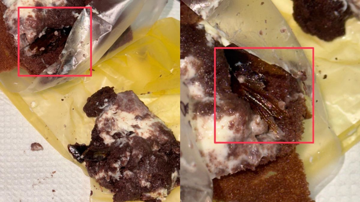 蛋糕驚見超大蟑螂!(圖/翻攝自FB/爆料公社(官方粉專專屬)) 蛋糕驚見超大蟑螂!(圖/翻攝自FB/爆料公社(官方粉專專屬))