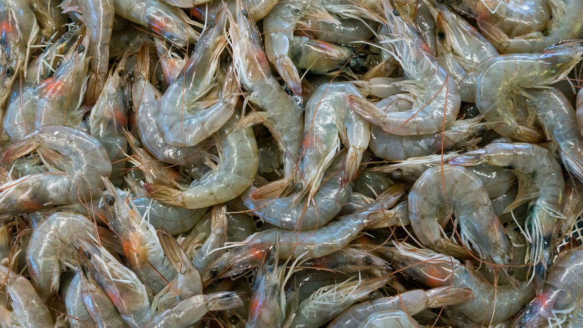 ホンジュラスは2023年に台湾と断交し中国と国交を樹立したが、その後エビ産業は市場価格・輸出量とも急激に低下した。(イメージ/Unsplash) ホンジュラスは2023年に台湾と断交し中国と国交を樹立したが、その後エビ産業は市場価格・輸出量とも急激に低下した。(イメージ/Unsplash)
