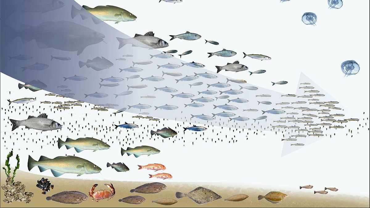 大海資源看似豐富,卻對抗不了人類口腹之欲。圖片來源:維基百科。 大海資源看似豐富,卻對抗不了人類口腹之欲。圖片來源:維基百科。