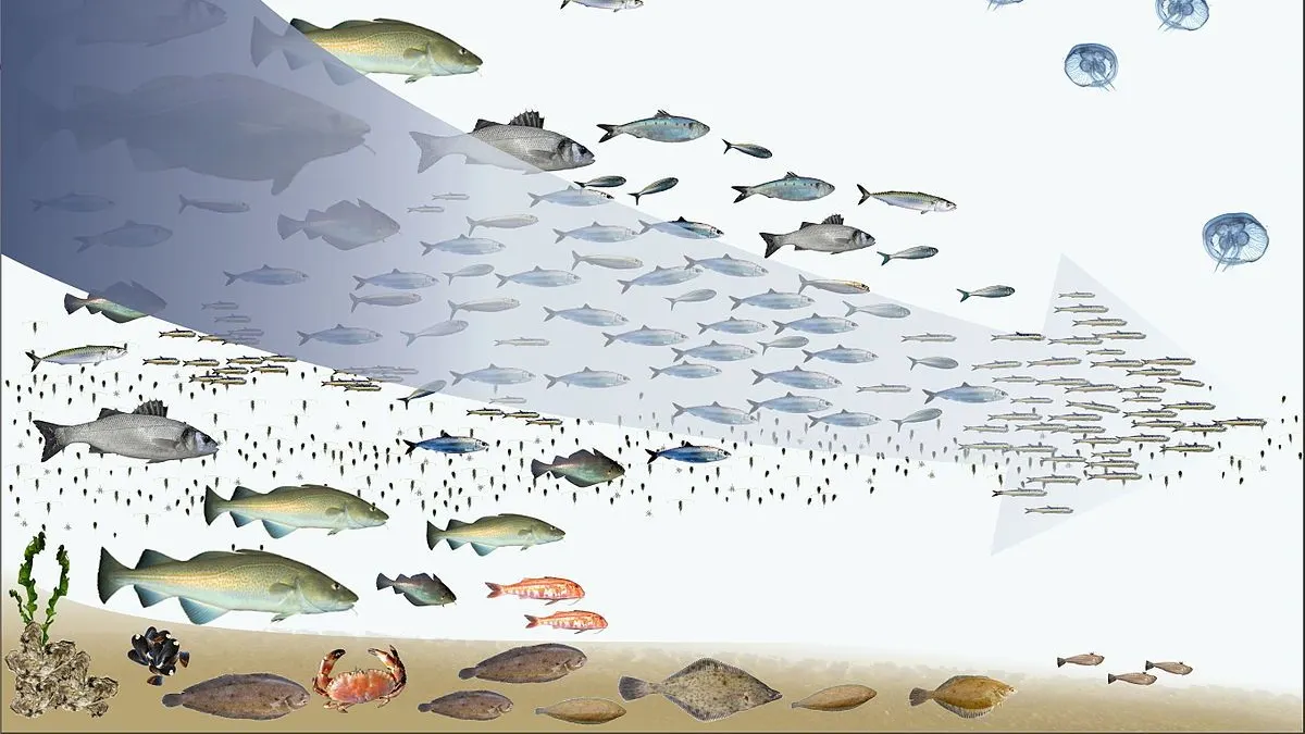 大海資源看似豐富,卻對抗不了人類口腹之欲。圖片來源:維基百科。