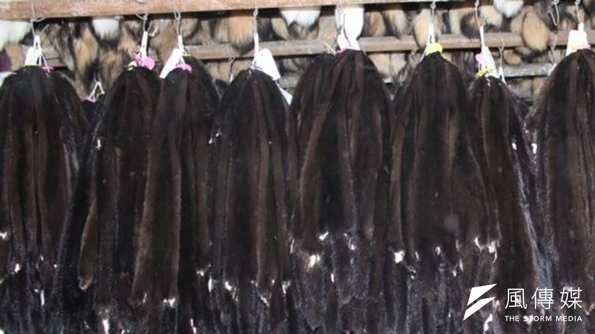 中國進口貂皮驚人可左右市場。(取自網路) 中國進口貂皮驚人可左右市場。(取自網路)