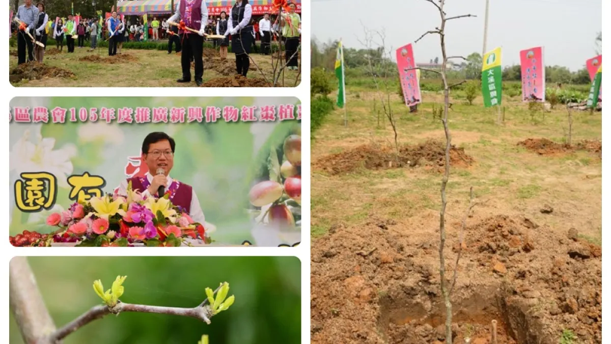桃園有棗、棗在大溪 大溪栽培紅棗成為特色農產