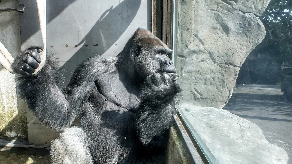 臺北動物園的金剛猩猩「寶寶」在一個月檢疫期滿後,將啟程送往荷蘭的「Apenheul Primate Park(靈長類公園)」,出任金剛猩猩繁殖群的男主人。(臺北市立動物園提供) 臺北動物園的金剛猩猩「寶寶」在一個月檢疫期滿後,將啟程送往荷蘭的「Apenheul Primate Park(靈長類公園)」,出任金剛猩猩繁殖群的男主人。(臺北市立動物園提供)