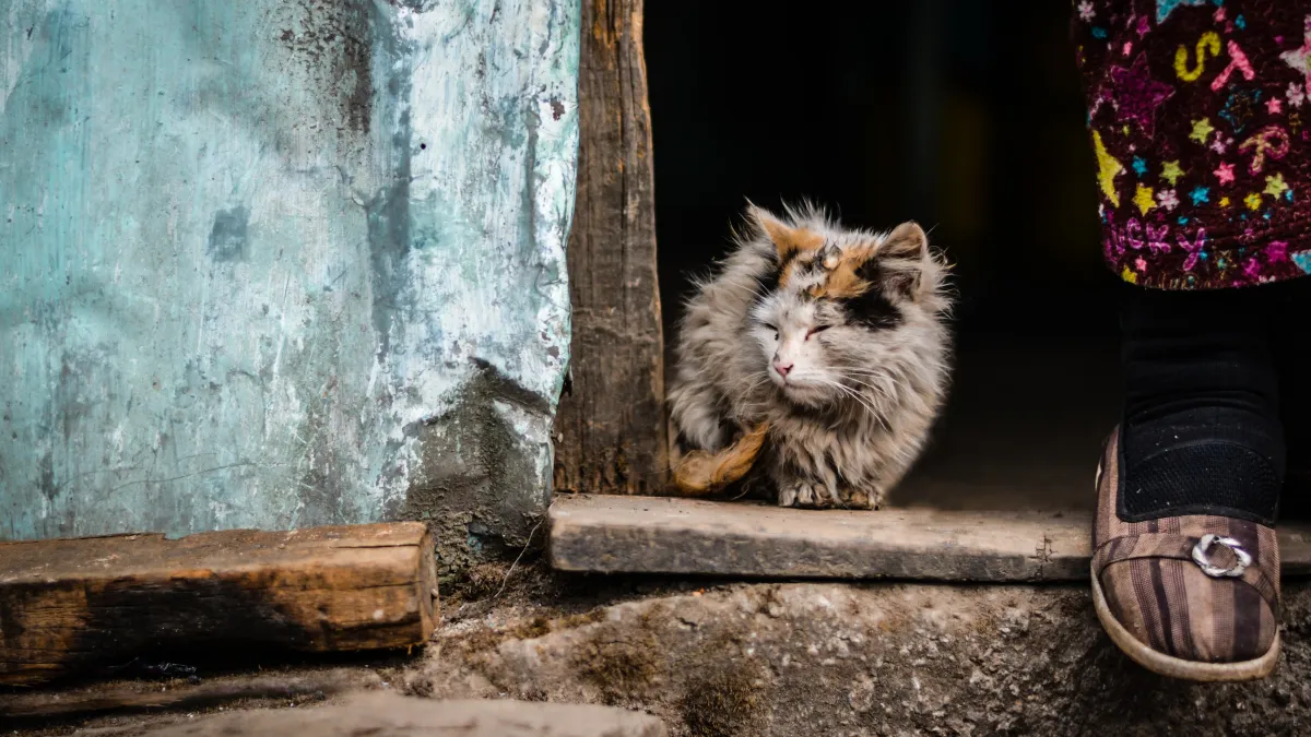 印度街貓示意圖,非內文提及之貓。(Unsplash)