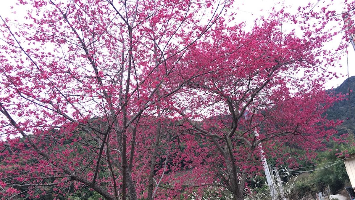 南投信義鄉櫻花季1月24日登場,草坪頭4千多棵櫻花陸續綻放。(圖/信義鄉公所提供) 南投信義鄉櫻花季1月24日登場,草坪頭4千多棵櫻花陸續綻放。(圖/信義鄉公所提供)