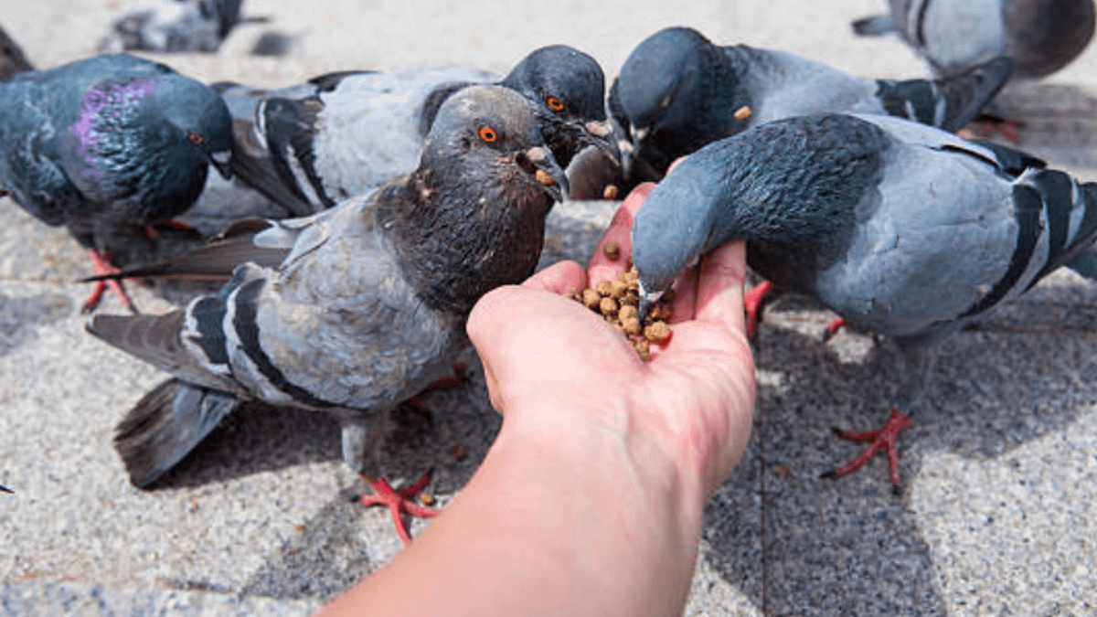 新加坡一名男子因餵鳥而觸法。(示意圖/取自pixabay) 新加坡一名男子因餵鳥而觸法。(示意圖/取自pixabay)