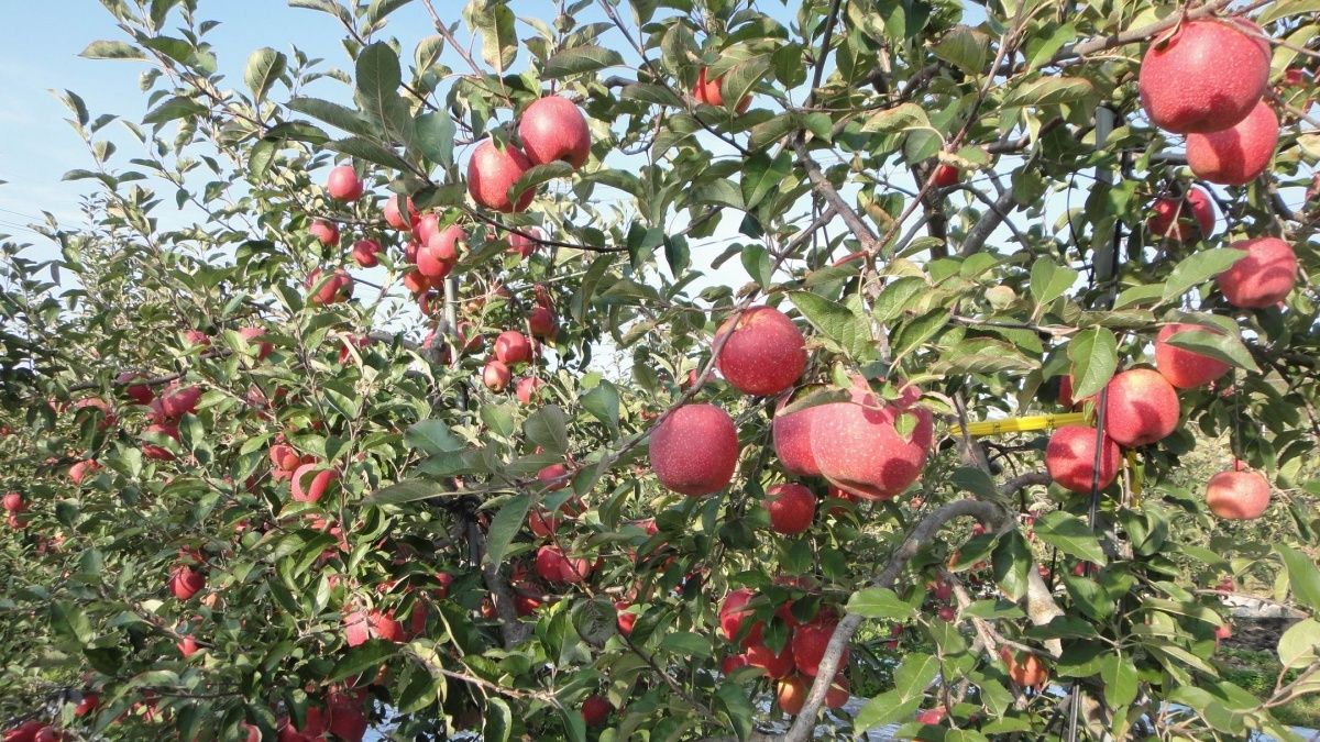 韓國蘋果嘉年華京站亮相 19日放送2000顆蘋果 韓國蘋果嘉年華京站亮相 19日放送2000顆蘋果