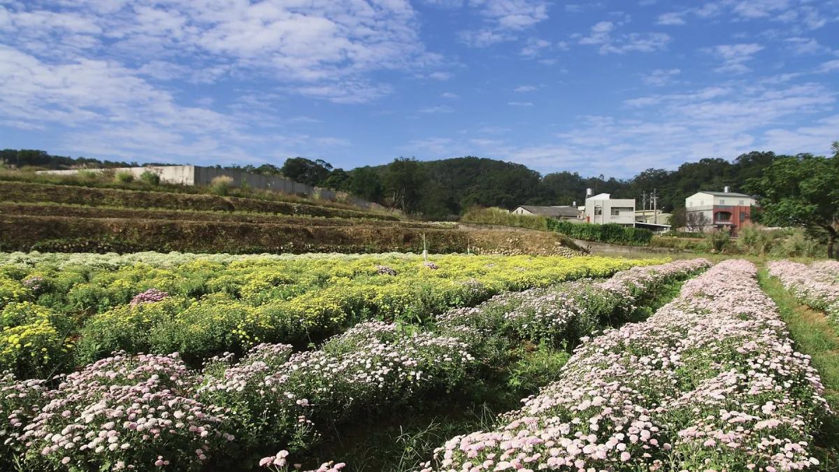 與秋天有約,樂遊杭菊花海。(圖/健行文化提供)