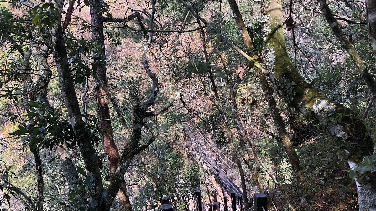 台中市府觀旅局打造「環山獵人登山步道」環狀線於今年2月6日完工,3月已全線開放-新建木棧道及新建繩索橋。(圖/台中市政府) 台中市府觀旅局打造「環山獵人登山步道」環狀線於今年2月6日完工,3月已全線開放-新建木棧道及新建繩索橋。(圖/台中市政府)