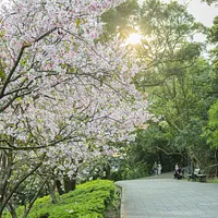 2025年1-4月台北市の人気観光スポットトップ3は「西門町商圏」、「台北101」、そして「松山文創園区」であった。(写真/陽明山花季フェイスブックより) 2025年1-4月台北市の人気観光スポットトップ3は「西門町商圏」、「台北101」、そして「松山文創園区」であった。(写真/陽明山花季フェイスブックより)