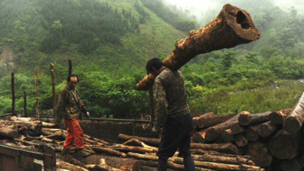 綠色和平組織指出,承包商、林農等群體利用「政策漏洞」砍伐天然林。(BBC中文網) 綠色和平組織指出,承包商、林農等群體利用「政策漏洞」砍伐天然林。(BBC中文網)