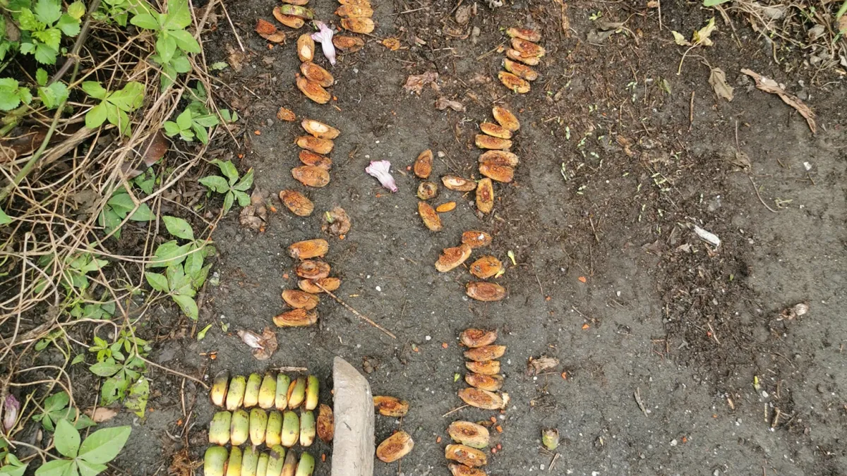 內行人警告,如果在路邊看到地上有整齊排列的檳榔和石頭,千萬不能隨意觸碰,因為是原住民的傳統陣法!(圖/翻攝自臉書《路上觀察學院》)