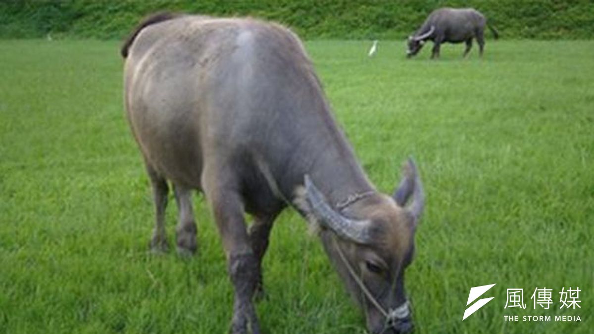 因為參與「藝術創作」而留在北藝大的牛,與草原共生成為校園一景。(取自北藝大官網) 因為參與「藝術創作」而留在北藝大的牛,與草原共生成為校園一景。(取自北藝大官網)