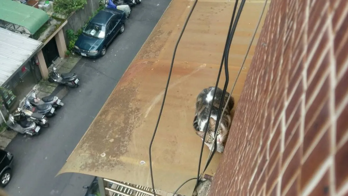 小貓受困屋簷上 高空吊車即刻救援