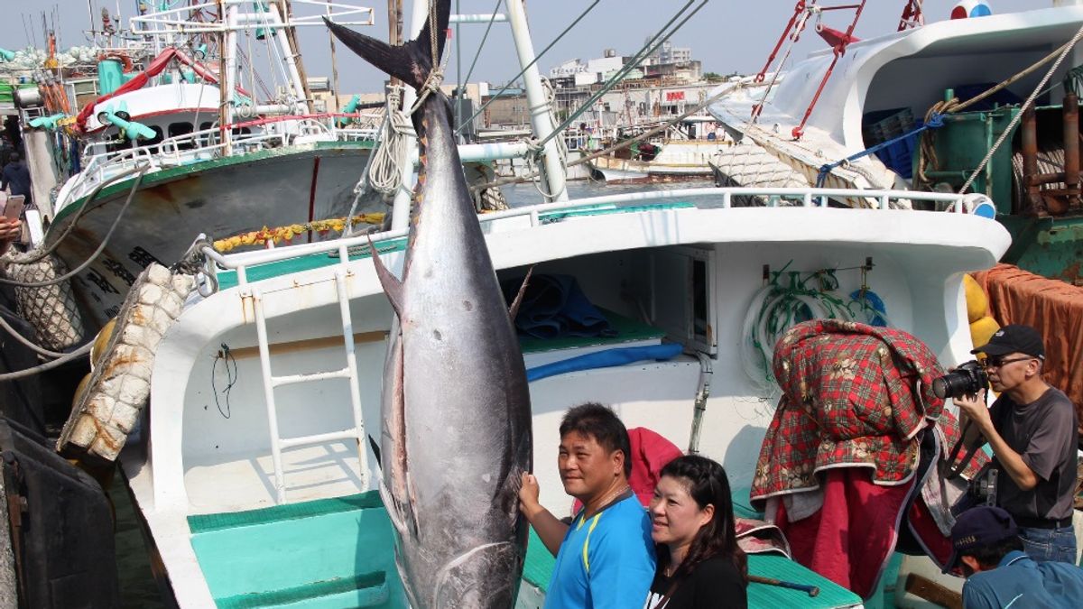 2018屏東黑鮪魚文化觀光季第一鮪,由東港籍漁船「魚來滿6號」獲得頭采。(屏東縣政府提供) 2018屏東黑鮪魚文化觀光季第一鮪,由東港籍漁船「魚來滿6號」獲得頭采。(屏東縣政府提供)