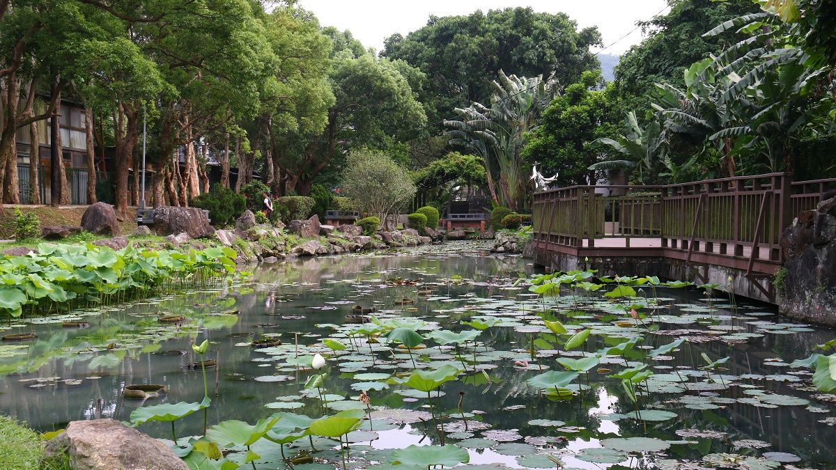 「照」顧大王蓮生機 士林至德園路燈暗藏玄機 「照」顧大王蓮生機 士林至德園路燈暗藏玄機