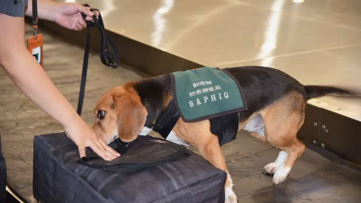 在這次防堵非洲豬疫的作戰中,檢疫犬「米格魯」被稱為護國神犬,9日卻在高雄國際機場發生檢疫犬遭移民官腳踹事件。圖為示意圖,非遭踹防疫犬。(資料照,農委會提供) 在這次防堵非洲豬疫的作戰中,檢疫犬「米格魯」被稱為護國神犬,9日卻在高雄國際機場發生檢疫犬遭移民官腳踹事件。圖為示意圖,非遭踹防疫犬。(資料照,農委會提供)