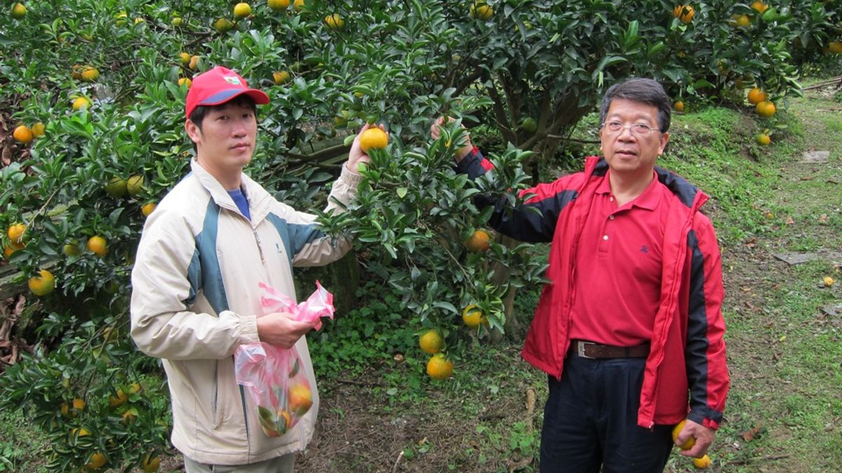 大溪觀光果園今年柑橘欠收 將不開放採摘 大溪觀光果園今年柑橘欠收 將不開放採摘